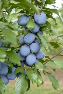 Plum (Prunus domestica 'Tophit'), LVG Erfurt, Erfurt, Thuringia, Germany