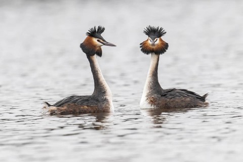 Great Crested Grebe (Podiceps Scalloped ribbonfish), courtship display, Emsland, Lower Saxony,