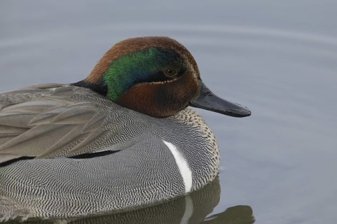 Green-winged Teal (Anas carolinensis) male, California, USA