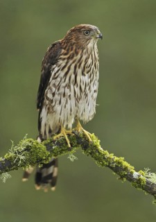 Sharp-shinned Hawk (Accipiter striatus), British Columbia, Canada