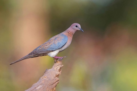 Palm Pigeon, (Streptopelia senegalensis), Gambia, Africa, Pigeon family, Tendaba camp / Tendaba