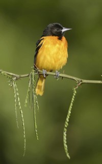Baltimore Oriole (Icterus galbula) male, Texas, USA