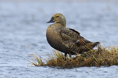 King Eider (Somateria spectabilis) female, Alaska, USA