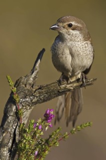 Red-backed Shrike (Lanius collurio) female, Asturias, Spain