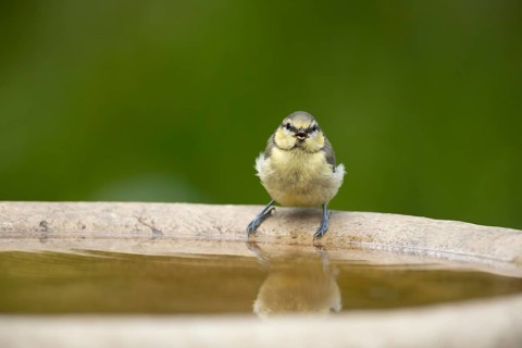 Blue tit (Cyanistes caeruleus) adult garden bird drinking water from a bird bath in summer,