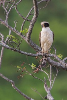 Laughing Falcon (Herpetotheres cachinnans) perched on a branch in the Atlantic rainforest of
