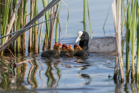 Eurasian Coot (Fulica atra) with chicks, Mecklenburg-Western Pomerania, Germany