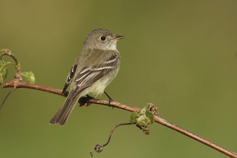Least Flycatcher (Empidonax minimus), Michigan, USA
