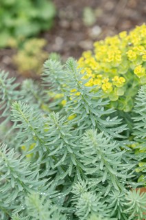Steppe spurge (Euphorbia seguieriana subsp. niciciana),  Germany