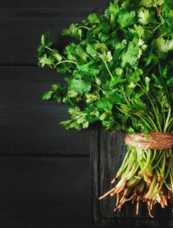 Bunch of fresh Cilantro, on a gray wooden table, close-up, top view, no people