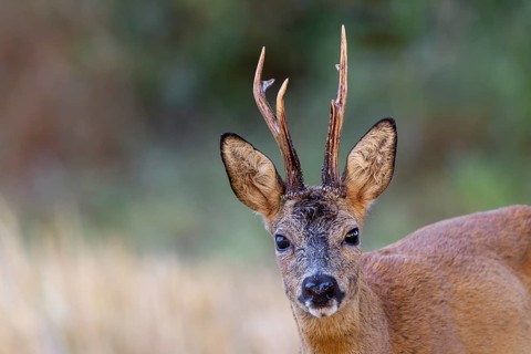 Surprising encounter between roebuck (Capreolus capreolus) and photographer in the early morning,