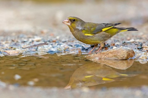 Greenfinch (Chloris chloris) Family of sparrows, male Lesbos, Greece