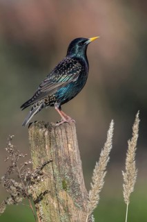 Common Starling (Sturnus vulgaris) perched on an old stump, Poland