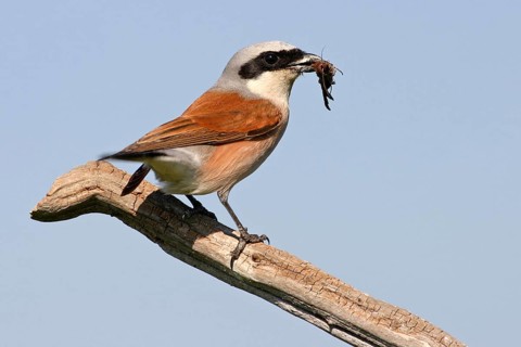 Red-backed shrike (Lanius collurio), Pie-griËche Ècorcheur, AlcaudÛn Dorsirrojo, Spider, spider,
