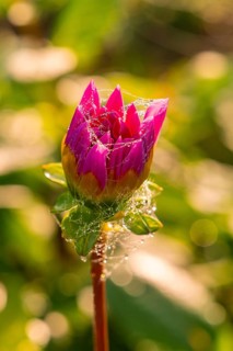Close-up of a pink flower bud with cobwebs and drops, Gechingen, Black Forest, Germany