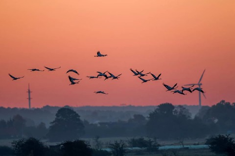 Common Crane (Grus grus) group flying at sundset, Mecklenburg-Western Pomerania, Germany