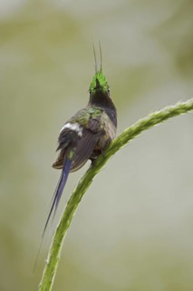 Wire-crested Thorntail (Discosura popelairii), Ecuador