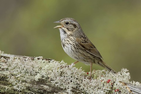 Lincoln's Sparrow (Melospiza lincolnii) singing, Ohio, USA