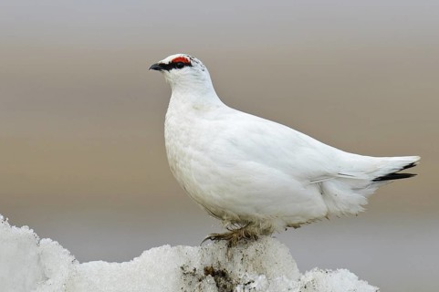 Rock Ptarmigan (Lagopus muta) male, Alaska, USA