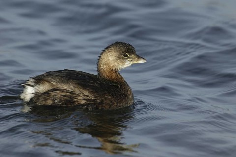 Pied-billed Grebe (Podilymbus podiceps), California, USA