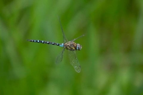 Migrant hawker dragonfly (Aeshna mixta) adult insect flying in summer, England, United Kingdom