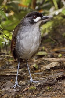 Jocotoco Antpitta (Grallaria ridgelyi), Ecuador