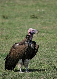 Lappet-faced Vulture (Torgos tracheliotos) perched on the ground, Serengeti, Tanzania