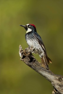 Acorn Woodpecker Melanerpes formicivorus Santa Rita Mountains, Santa Cruz County, Arizona, United