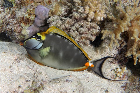 Indian Yellow Blade Nose Doctor (Naso elegans)