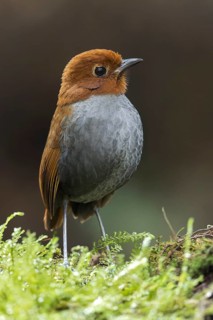 Bicolored Antpitta (Grallaria rufocinerea) feeding on the forest floor in Colombia, South America