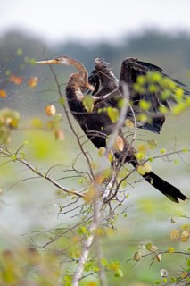 Darter (Anhingidae) drying its plumage on a branch in Yala Natioal Park, Southern Province, Sri