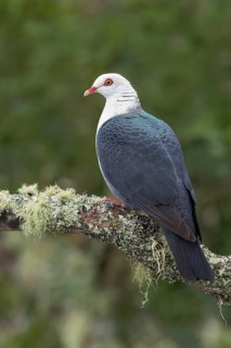 White-headed Pigeon (Columba leucomela) perched on a branch in eastern Australia