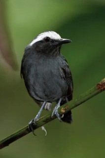White-browed Antbird (Myrmoborus leucophrys), Manu National Park, Peru