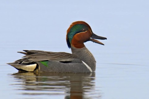 Green-winged Teal (Anas carolinensis) male, Alaska, USA