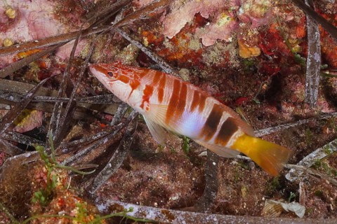 Sculpted perch (Serranus scriba)