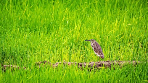 A bird sits amidst long green grass and conveys a sense of calm and natural beauty, a paddy heron