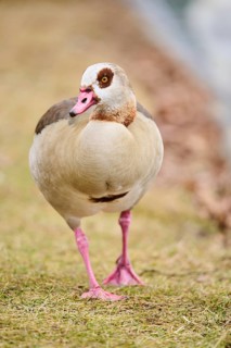Egyptian goose (Alopochen aegyptiaca), walking on a meadow, Bavaria, Germany Europe