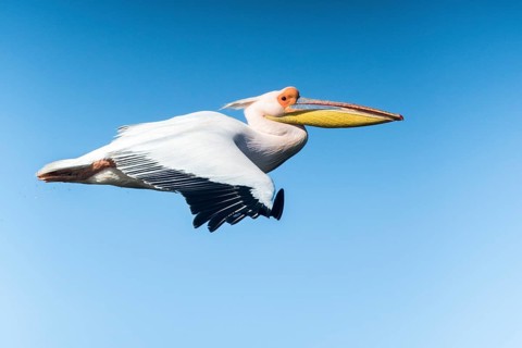 Great White Pelican (Pelecanus onocrotalus) flying, Romania