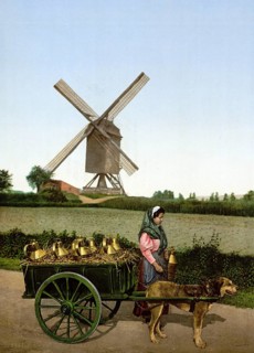 Milk seller with a cart pulled by dogs, windmill in the background, Brussels, Belgium, ca 1895,