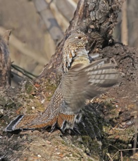 Ruffed Grouse (Bonasa umbellus), Saskatchewan, Canada