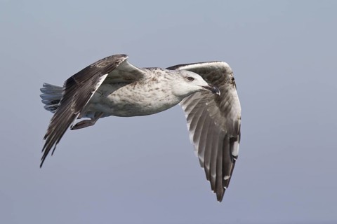 Great Black-backed Gull (Larus marinus) juvenile flying, North Sea, Germany