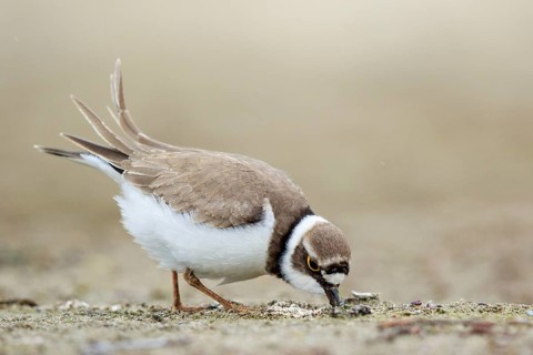 Little Ringed Plover (Charadrius dubius) female foraging, North Rhine-Westphalia, Germany