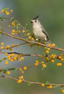 Black-crested Titmouse (Baeolophus atricristatus) perched on a branch, Texas, USA