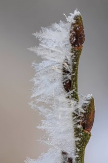 Hoarfrost on a branch with a bud, Colnrade, Lower Saxony, Germany