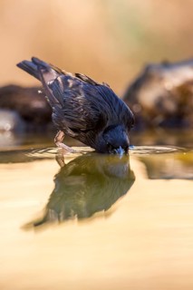 Spotless Starling (Sturnus unicolor) drinking at waterhole, Andalusia, Spain