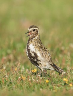 European Golden Plover (Pluvialis apricaria) male calling on a meadow, Iceland