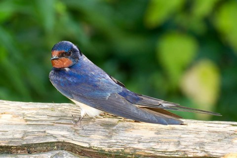 Barn Swallow, (Hirundo rustica), order Passeriformes, suborder Passeres, family Hirundinidae, genus