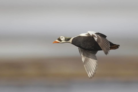 Spectacled Eider (Somateria fischeri) male flying, Alaska, USA