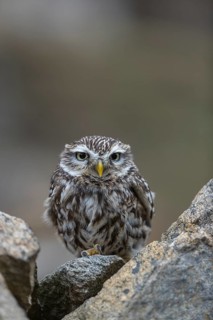 One little owl (Athene noctua) sitting on a stone inside the ruins of an ancient castle