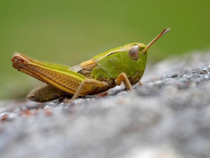 Heath grasshopper, (Stenobothrus lineatus), large heath grasshopper, insects, grasshopper,
